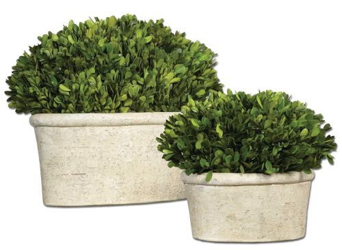 Preserved Boxwood Oval Domes, S/2